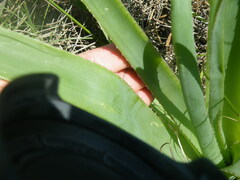 Aloe ecklonis
