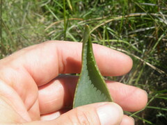 Aloe ecklonis