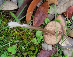 Entoloma sericeum