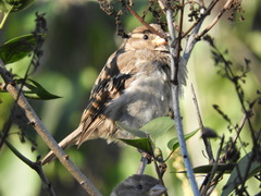 Passer domesticus