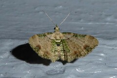 Chloroclystis sphragitis