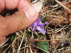 Viola prionantha
