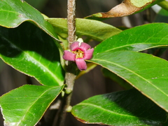 Pittosporum colensoi
