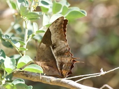 Charaxes