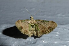 Chloroclystis sphragitis