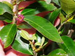 Pittosporum colensoi