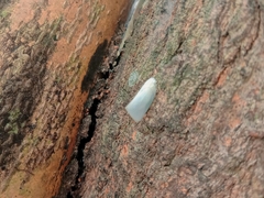 Sanurus