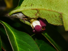 Pittosporum colensoi