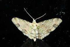 Chloroclystis sphragitis