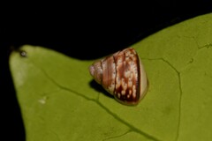 Camaenidae