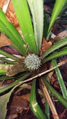 Pandanaceae
