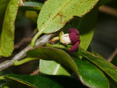 Pittosporum colensoi