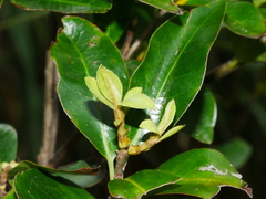 Pittosporum colensoi
