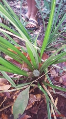 Pandanaceae