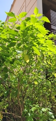Ocimum