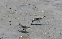 Calidris falcinellus