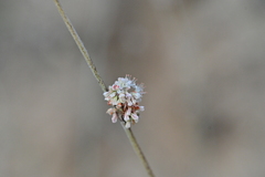 Eriogonum elongatum