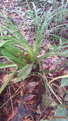 Pandanaceae