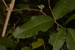 Flindersia bennettii