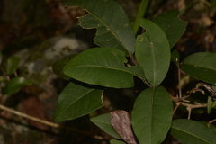 Flindersia bennettii