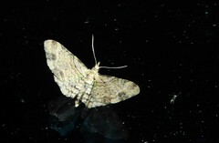 Chloroclystis sphragitis