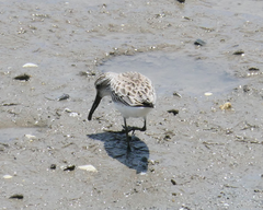 Calidris falcinellus