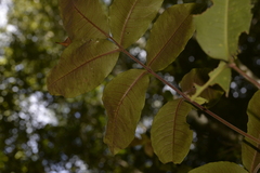 Flindersia bennettii