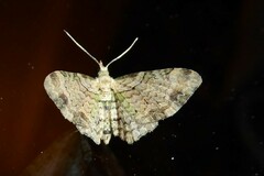 Chloroclystis sphragitis