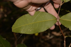 Flindersia bennettii