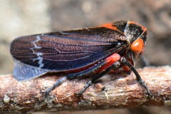 Eurymeloides lineata