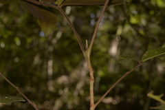 Flindersia bennettii