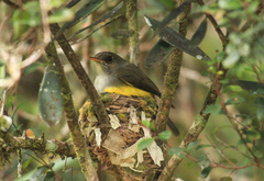 Eopsaltria flaviventris