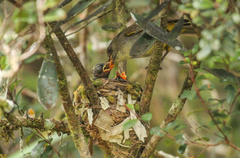 Eopsaltria flaviventris