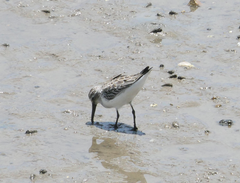 Calidris falcinellus