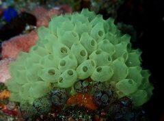 Perophora modificata