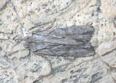 Lithophane leautieri