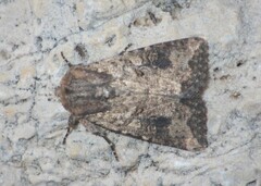 Mythimna languida