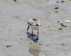 Calidris falcinellus
