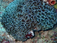 Fimbriaphyllia ancora