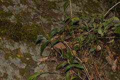 Dendrobium kingianum
