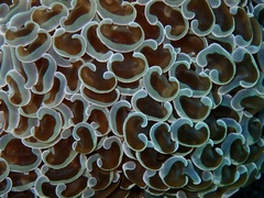 Fimbriaphyllia ancora