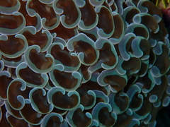 Fimbriaphyllia ancora