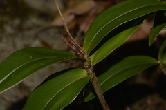 Dendrobium kingianum