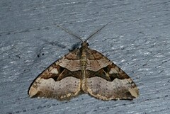 Xanthorhoe semifissata