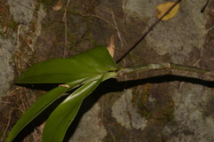 Dendrobium kingianum