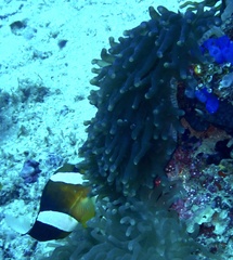 Entacmaea quadricolor