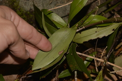 Dendrobium kingianum