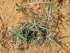 Hemidesmus indicus