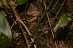 Dendrobium kingianum