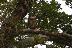Ketupa zeylonensis